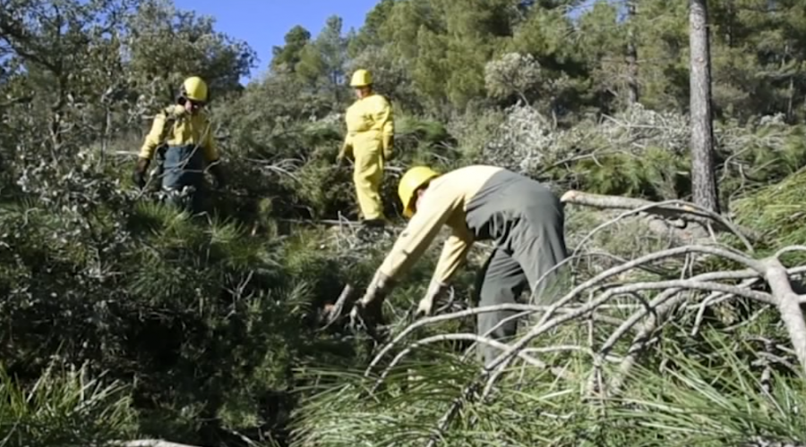 Se eleva a las Cortes la nueva Ley de Montes para fortalecer el papel de los bosques en el desarrollo sostenible de CLM 